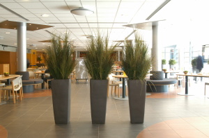 grasplanten in kubis